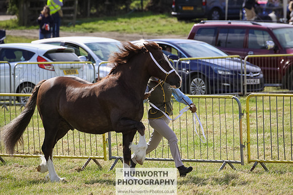 2015 Ossy Show -53