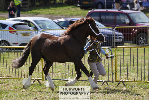 2015 Ossy Show -54