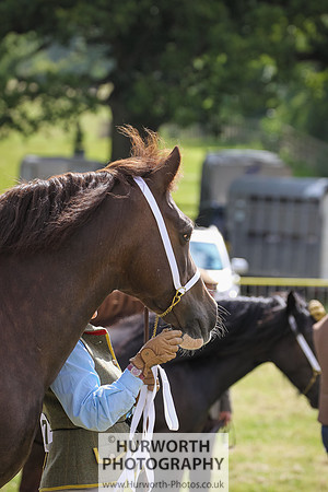 2015 Ossy Show -58