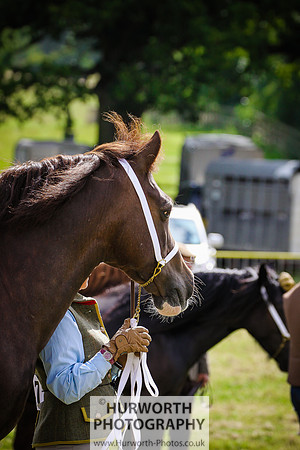 2015 Ossy Show -59