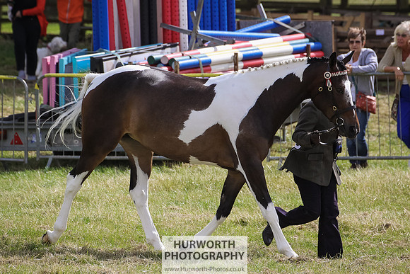 2015 Ossy Show -65