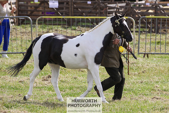 2015 Ossy Show -66