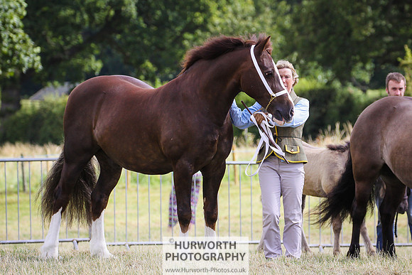 2015 Ossy Show -68