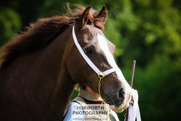 2015 Ossy Show -73