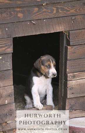 Hurworth Hound Pups 004