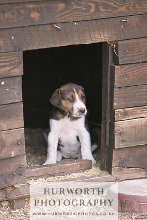 Hurworth Hound Pups 007