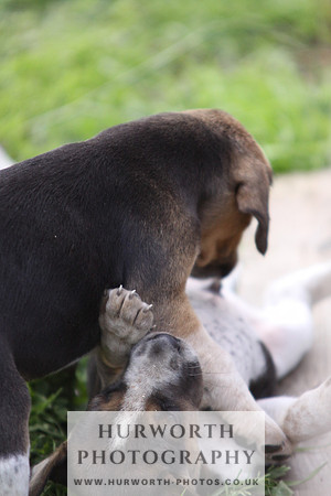 Hurworth Hound Pups 009