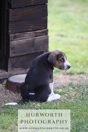 Hurworth Hound Pups 010