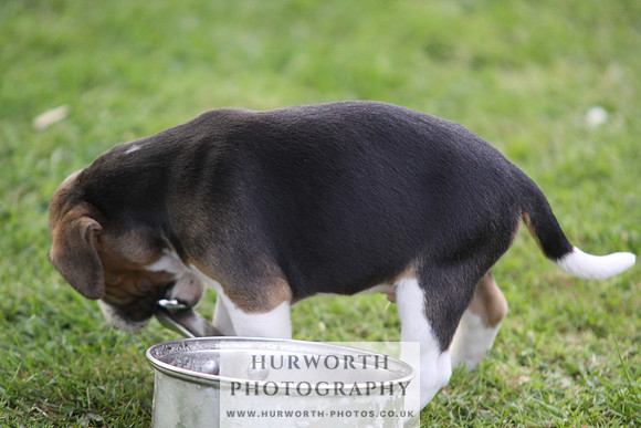 Hurworth Hound Pups 039