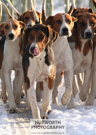 Hurworth Hound Exercise 010