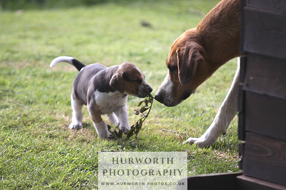 Hurworth Hound Pups 013