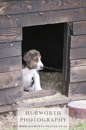 Hurworth Hound Pups 015
