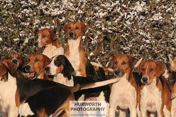 Hurworth Hound Exercise 017