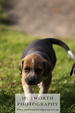 Hurworth Hound Pups 016
