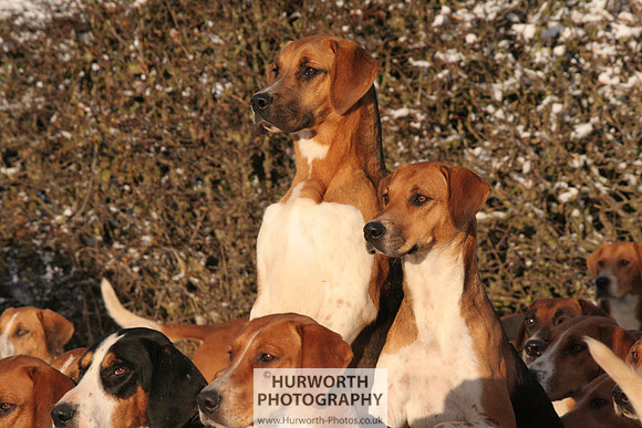 Hurworth Hound Exercise 021