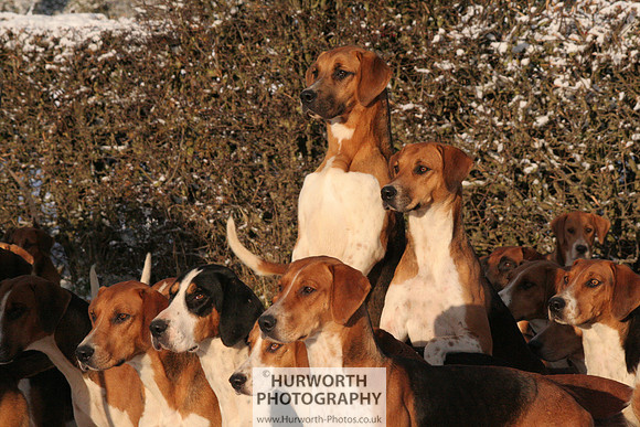 Hurworth Hound Exercise 022
