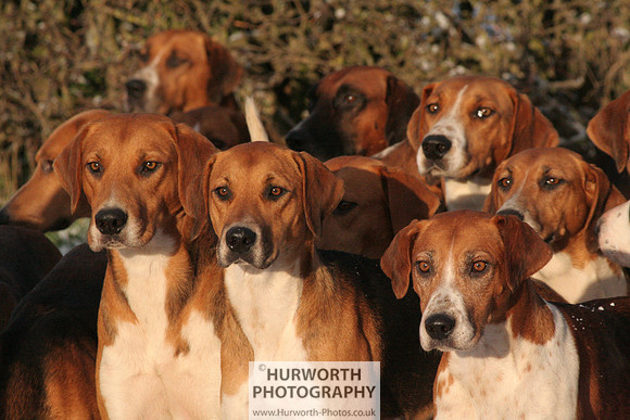Hurworth Hound Exercise 023