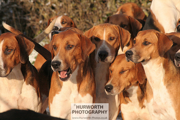 Hurworth Hound Exercise 024