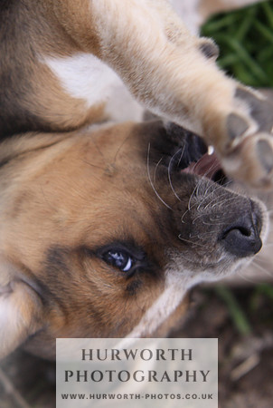 Hurworth Hound Pups 019