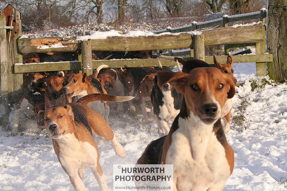 Hurworth Hound Exercise 026