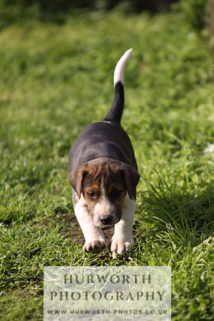 Hurworth Hound Pups 021