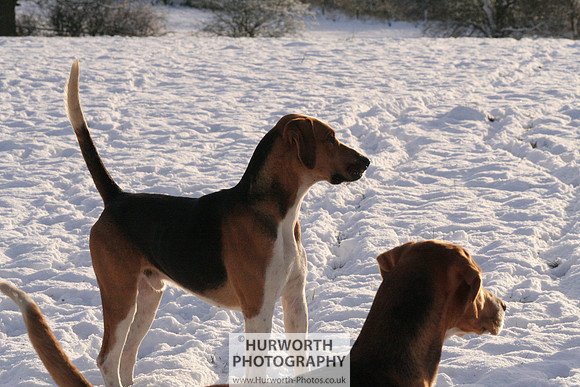 Hurworth Hound Exercise 027