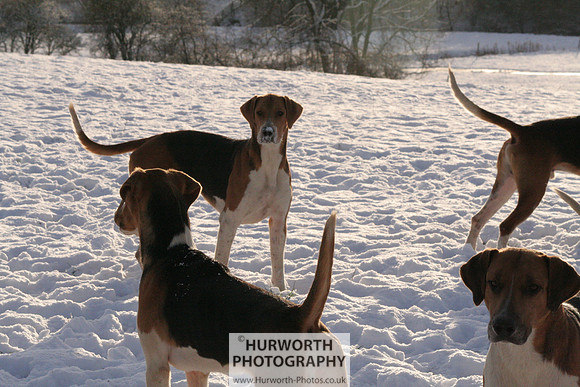Hurworth Hound Exercise 028