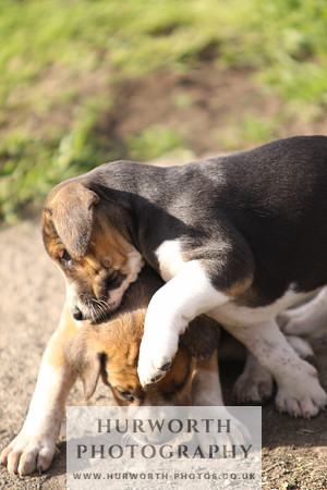 Hurworth Hound Pups 022