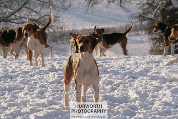 Hurworth Hound Exercise 029
