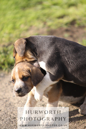 Hurworth Hound Pups 023