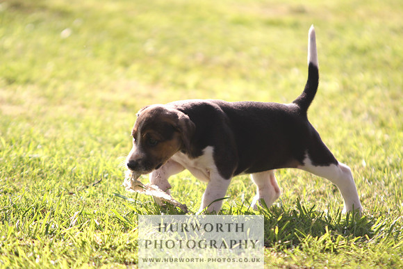 Hurworth Hound Pups 024