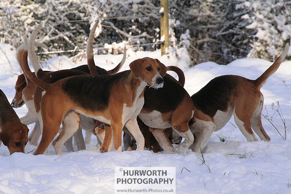 Hurworth Hound Exercise 033