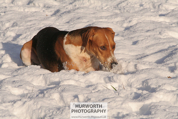 Hurworth Hound Exercise 035