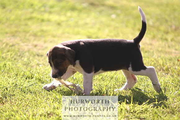 Hurworth Hound Pups 025