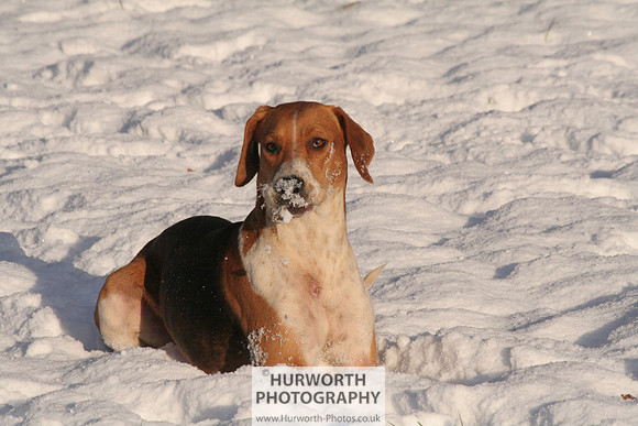 Hurworth Hound Exercise 036