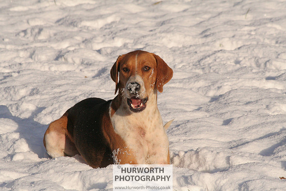 Hurworth Hound Exercise 037