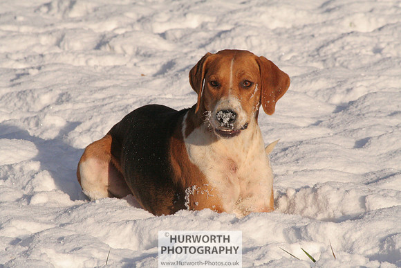 Hurworth Hound Exercise 038