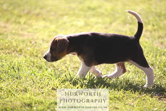 Hurworth Hound Pups 026