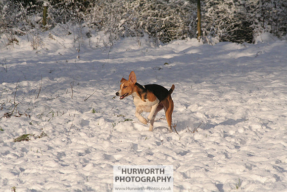 Hurworth Hound Exercise 039