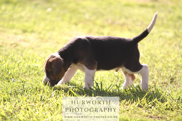 Hurworth Hound Pups 027