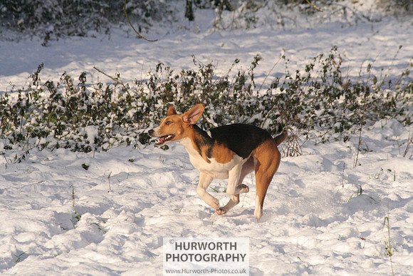 Hurworth Hound Exercise 040