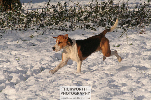 Hurworth Hound Exercise 041