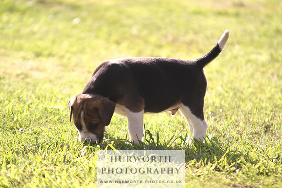 Hurworth Hound Pups 028