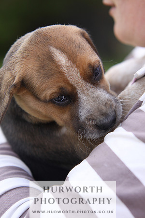 Hurworth Hound Pups 029