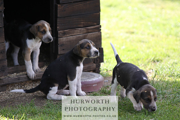 Hurworth Hound Pups 030