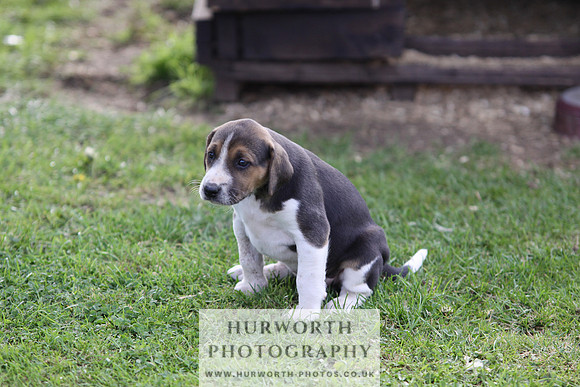 Hurworth Hound Pups 031