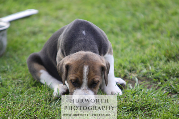 Hurworth Hound Pups 032