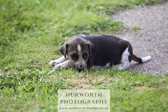 Hurworth Hound Pups 033