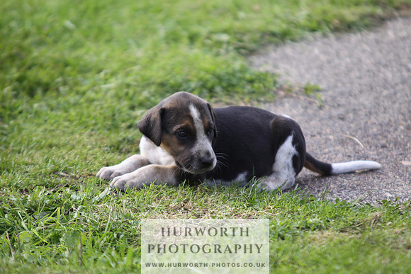 Hurworth Hound Pups 034