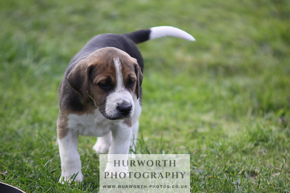 Hurworth Hound Pups 035